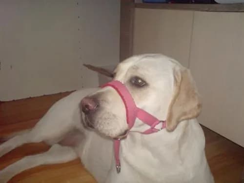 Jak dobrać obrożę uzdową dla psa, aby uniknąć błędów i dyskomfortu