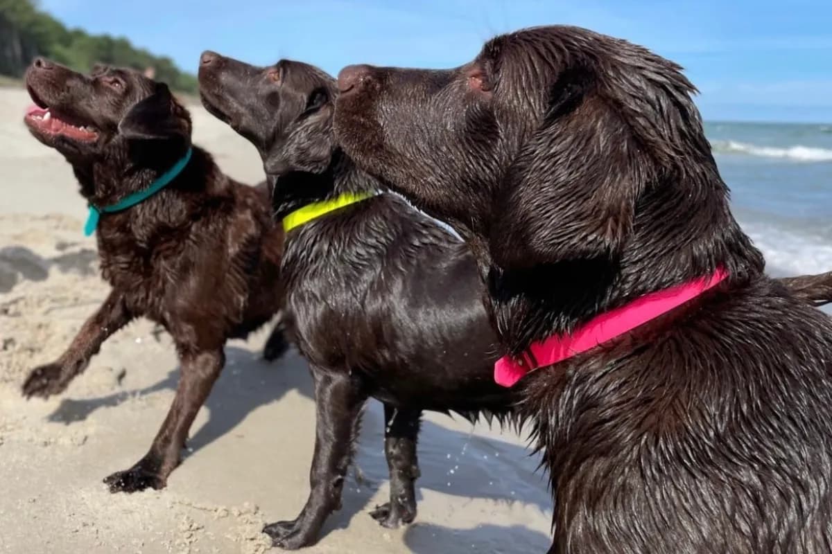 Jaką obrożę dla labradora wybrać, aby zapewnić mu komfort i bezpieczeństwo?