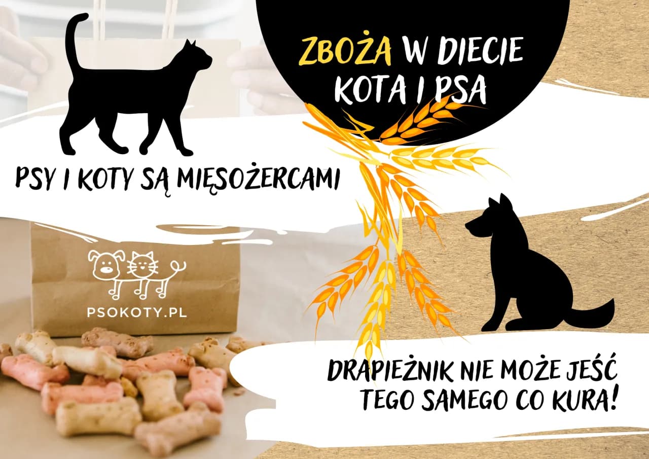 Czy pies może jeść zboże? Dowiedz się, co jest bezpieczne dla psa