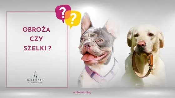 Obroża czy szelki dla psa – co wybrać dla bezpieczeństwa i komfortu?