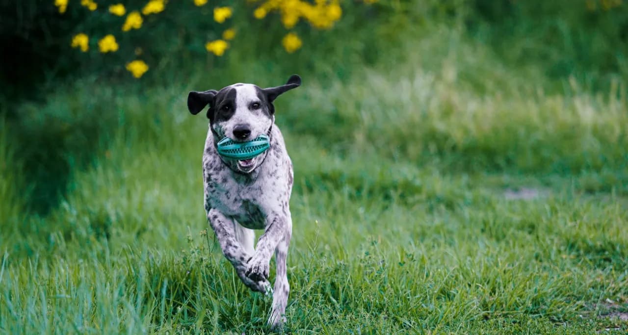 Jak działa tabletka na kleszcze i jak skutecznie chroni Twojego psa