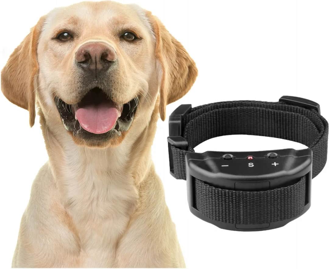 Gdzie kupić obrożę Preventic dla psa? Sprawdzone opcje online