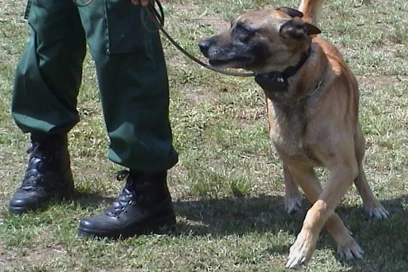 Jak tresować psa z obrożą elektryczną bez stresu i bólu