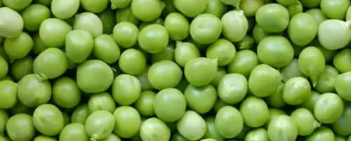 Czy pies może jeść groch? Bezpieczne zasady i zdrowe korzyści