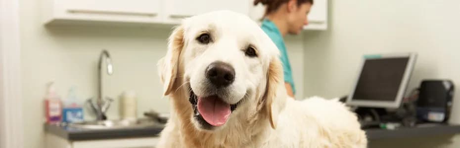 Odrobaczanie psa na czczo czy po jedzeniu – co wybrać dla zdrowia?