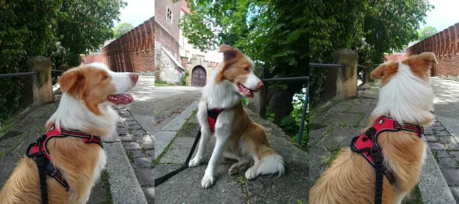 Jaka obroża dla border collie? Wybierz idealną dla swojego psa