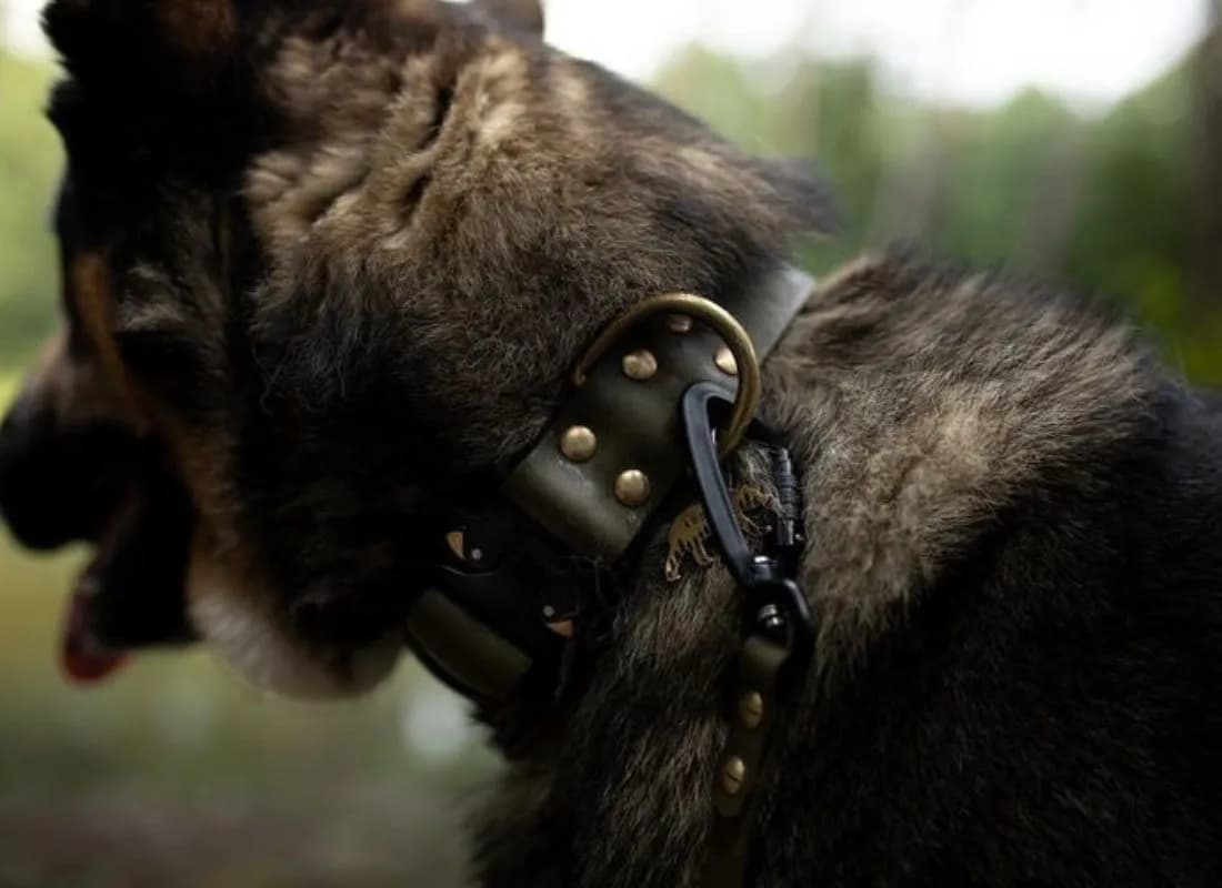 Najlepsza obroża dla owczarka podhalańskiego - komfort i bezpieczeństwo