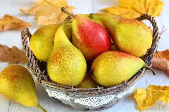 Czy pies może jeść gruszki? Bezpieczne zasady i porcje dla psa