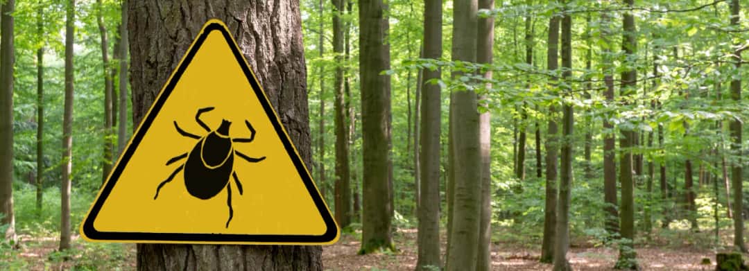 Czy kleszcz boli? Prawda o ukąszeniach i co czuć po nich