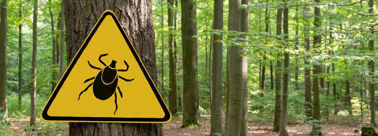 Czy kleszcz boli? Prawda o ukąszeniach i co czuć po nich