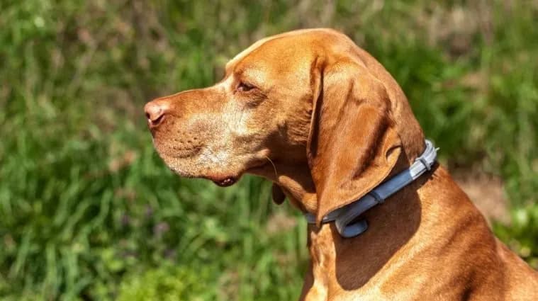 Czy obroże antykleszczowe są skuteczne? Odkryj prawdę o ich działaniu