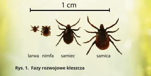 Jakiej wielkości jest kleszcz? Poznaj zaskakujące rozmiary tych pajęczaków