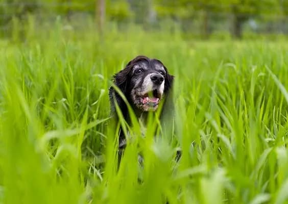 Obroża przeciw kleszczom Kiltix czy Foresto – która jest lepsza?