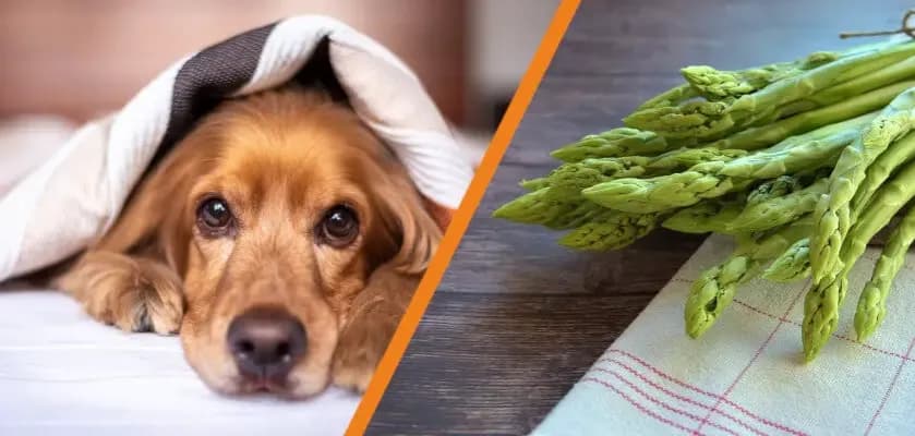 Czy pies może jeść szparagi? Bezpieczne przygotowanie i ryzyka