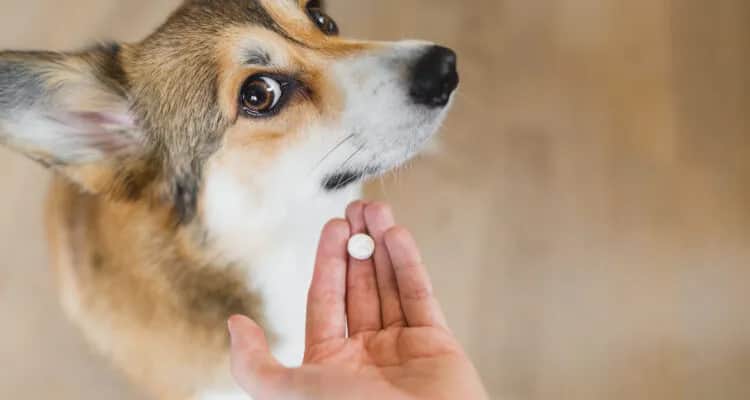 Jak długo trwa odrobaczanie psa i co warto wiedzieć o efektywności