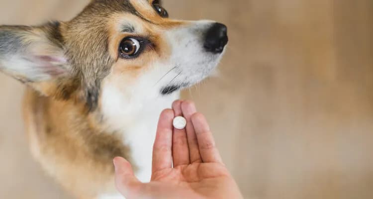 Jak długo trwa odrobaczanie psa i co warto wiedzieć o efektywności