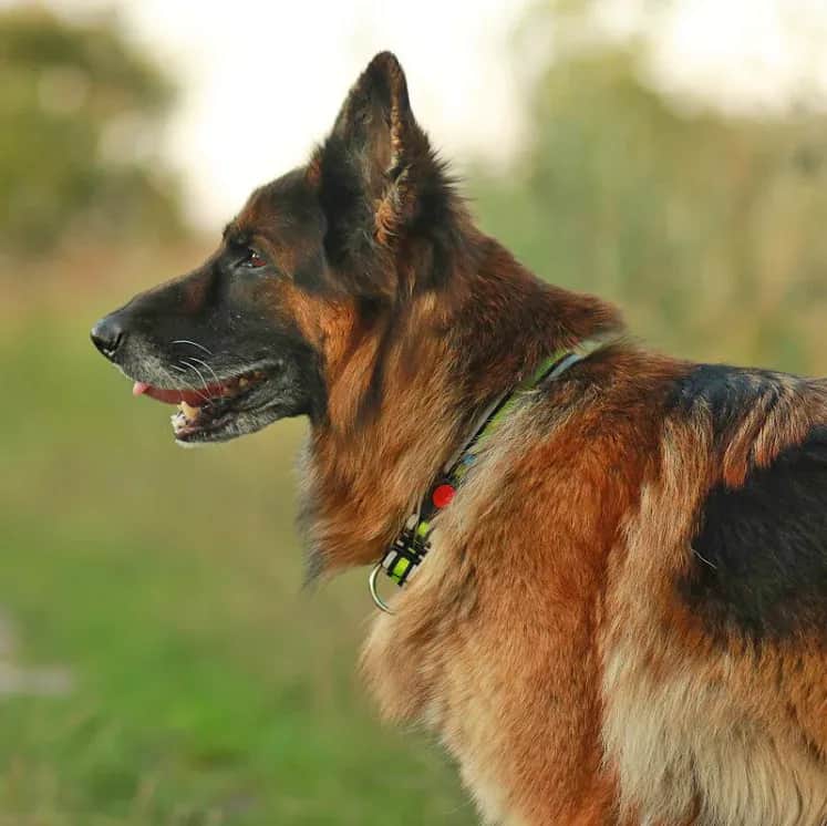 Obroża dla psa, który ciągnie - uniknij bólu i zadbaj o komfort