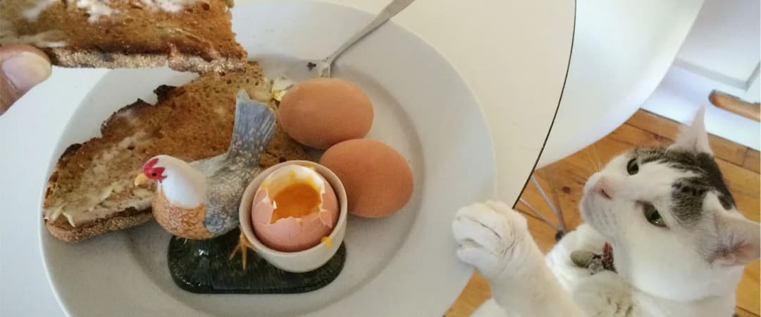 Czy koty mogą jeść jajka? Odkryj bezpieczne sposoby i ryzyka