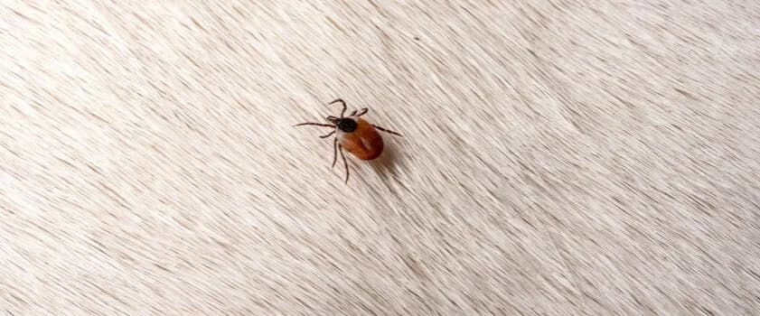 Jak wyciągnąć psu kleszcza bez ryzyka i zadbać o zdrowie pupila