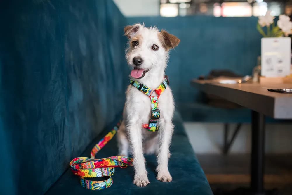 Szelki czy obroża dla Jack Russell Terriera - co zapewnia lepsze bezpieczeństwo?