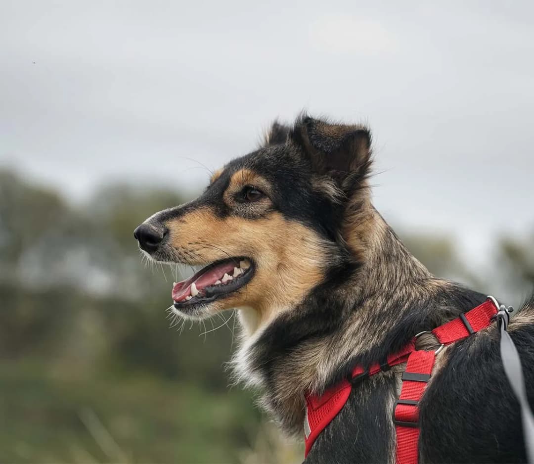 Kiedy obroża dla szczeniaka? Kluczowe wskazówki dla właścicieli