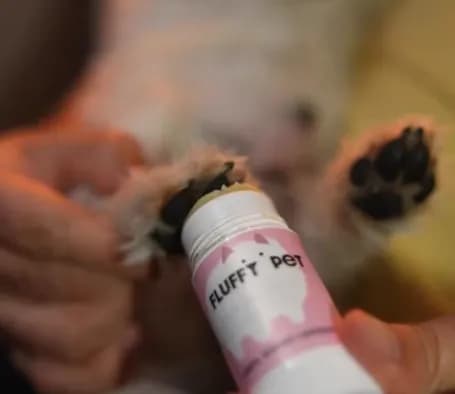 Niemy krzyk psich łap. Czy Twój przyjaciel spaceruje po „szkle”?